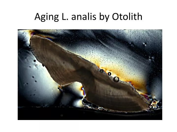 aging l analis by otolith