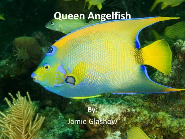 queen angelfish