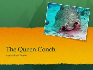 The Queen Conch