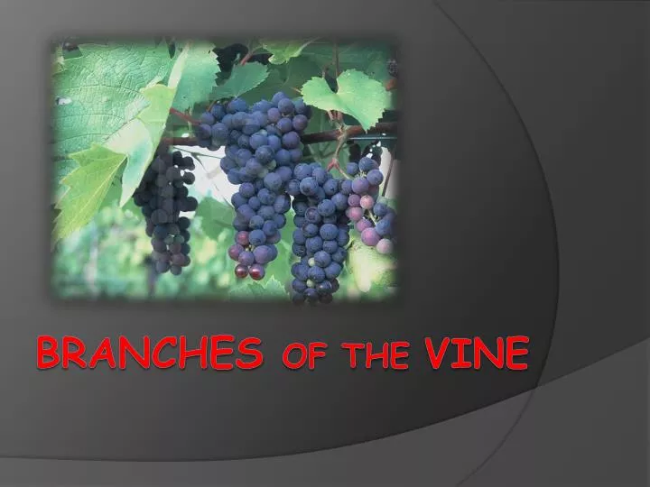 branches of the vine