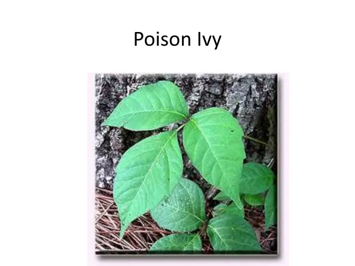 poison ivy