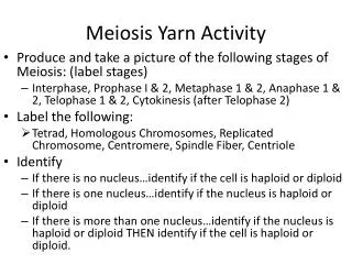 Meiosis Yarn Activity
