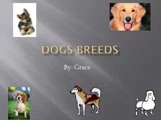 Dogs Breeds