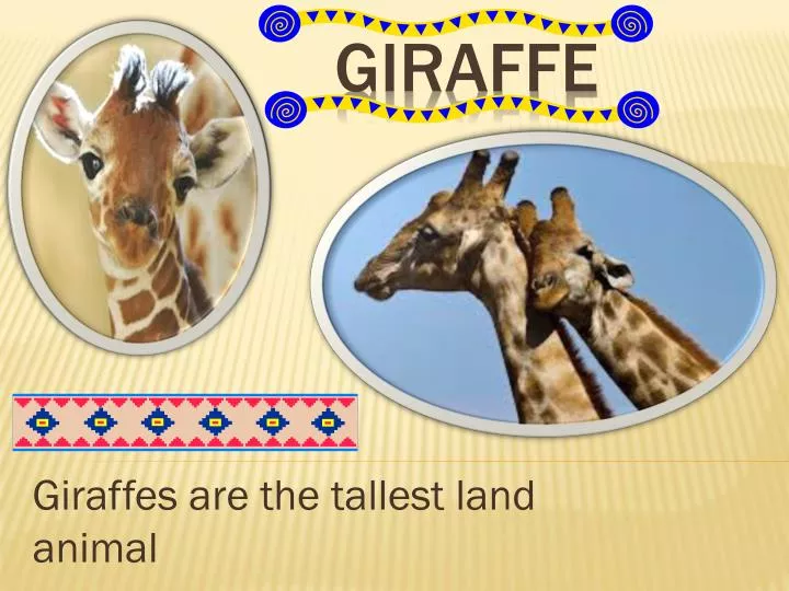 giraffes are the tallest land animal