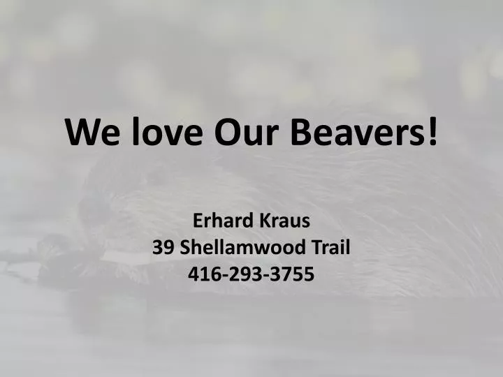 we love our beavers erhard kraus 39 shellamwood trail 416 293 3755