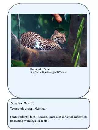 Species: Ocelot