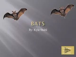 Bats