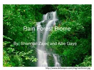 Rain Forest Biome