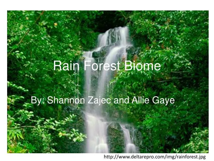 rain forest biome