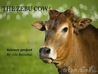 The Zebu Cow