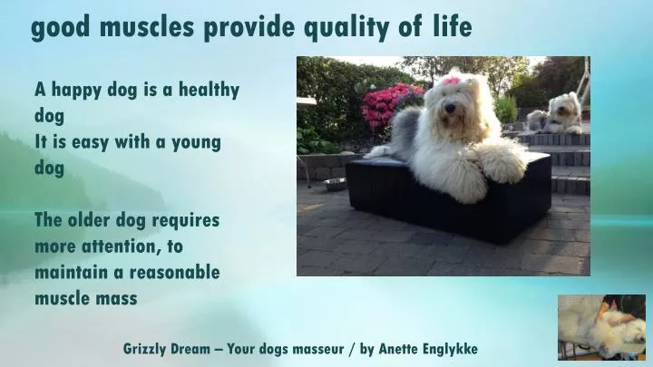 grizzly dream your dogs masseur by anette englykke