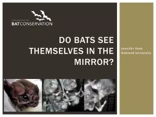 Do bats see themselves in the mirror?