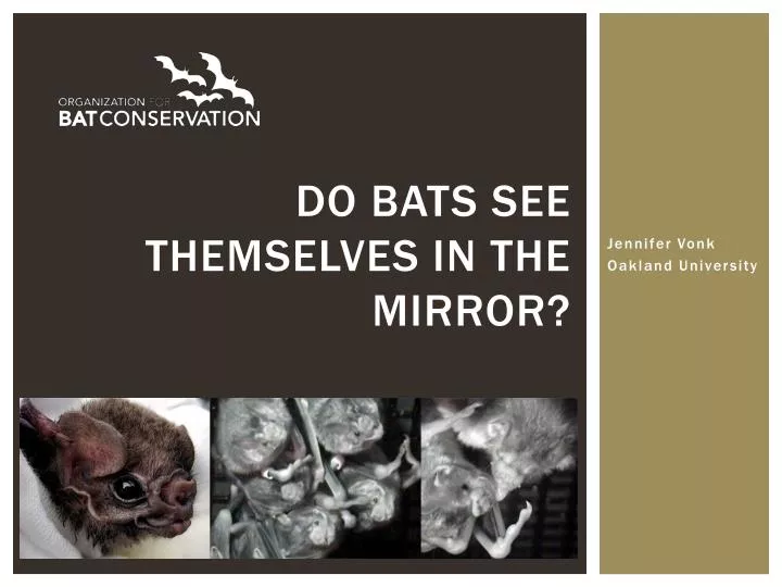 do bats see themselves in the mirror