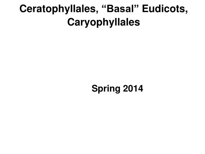 ceratophyllales basal eudicots caryophyllales