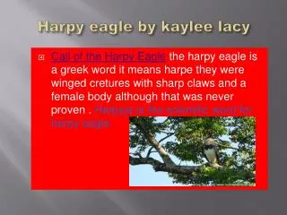 Harpy eagle by kaylee lacy