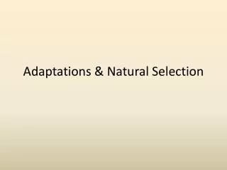 Adaptations &amp; Natural Selection