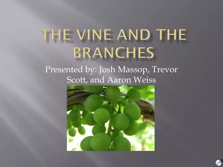 the vine and the branches