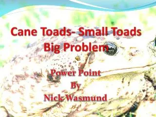 Cane Toads- Small Toads Big Problem