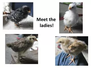Meet the ladies!