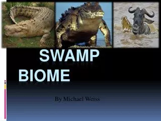 Swamp biome