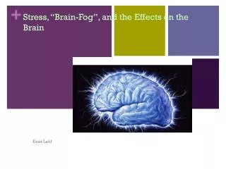 Stress, “Brain-Fog”, and the Effects on the Brain