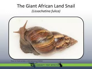 The Giant African Land Snail ( Lissachatina fulica )
