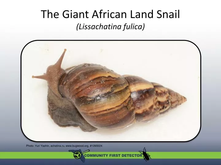 the giant african land snail lissachatina fulica