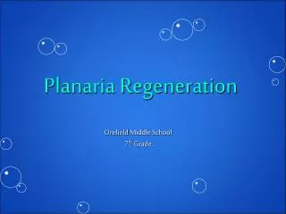 Planaria Regeneration