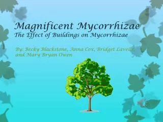 Magnificent Mycorrhizae The Effect of Buildings on Mycorrhizae