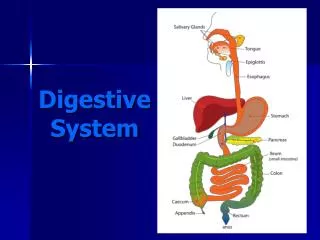 Digestive System