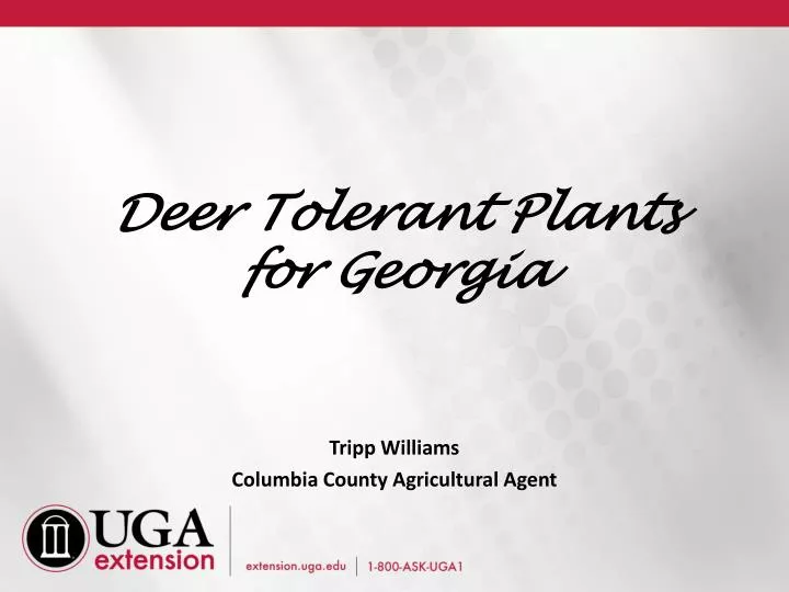 deer tolerant plants for georgia