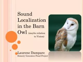 Sound Localization in the Barn Owl (maybe relation 		to Vision)