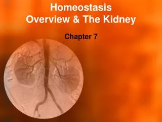 Homeostasis Overview &amp; The Kidney