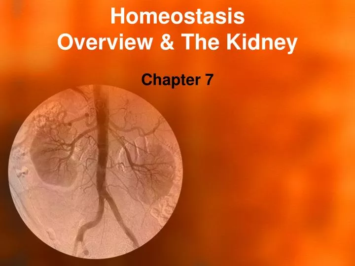 homeostasis overview the kidney