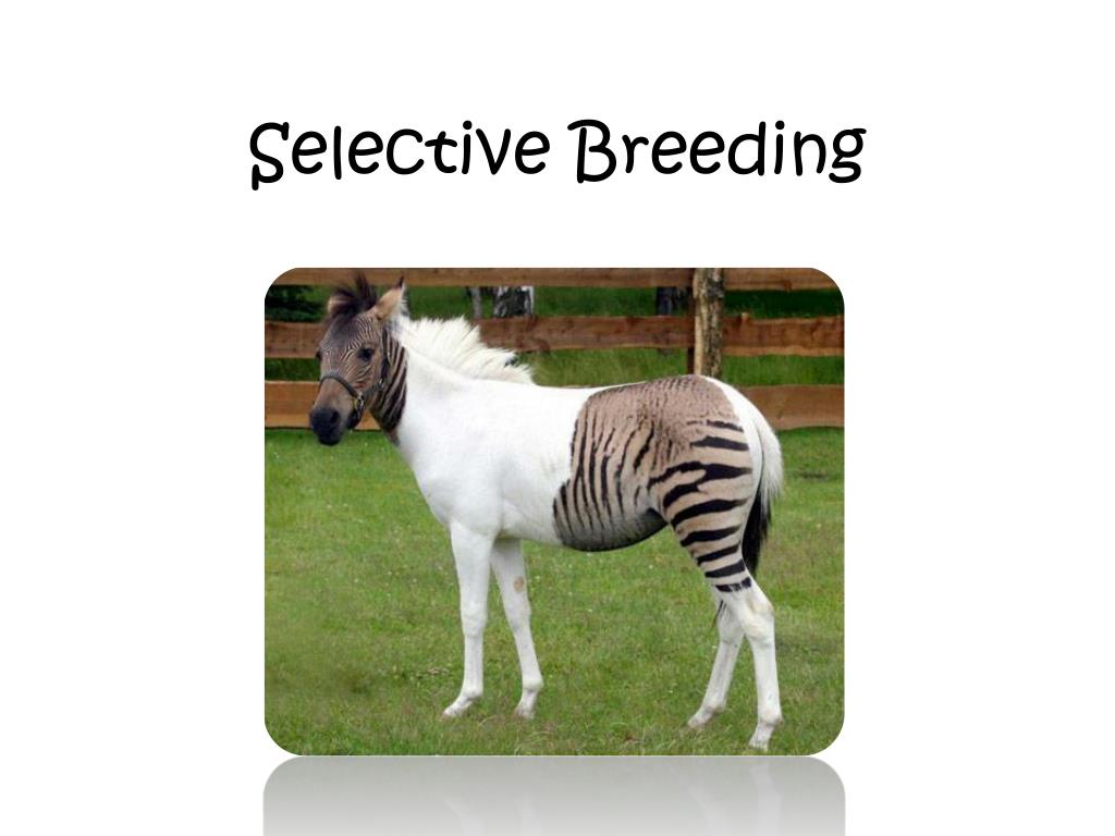 PPT - Selective Breeding PowerPoint Presentation, free download - ID ...