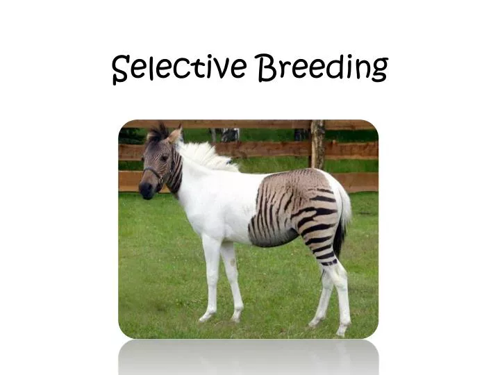 selective breeding