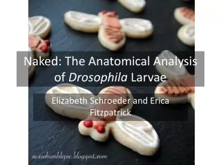 Naked: The Anatomical Analysis of Drosophila Larvae