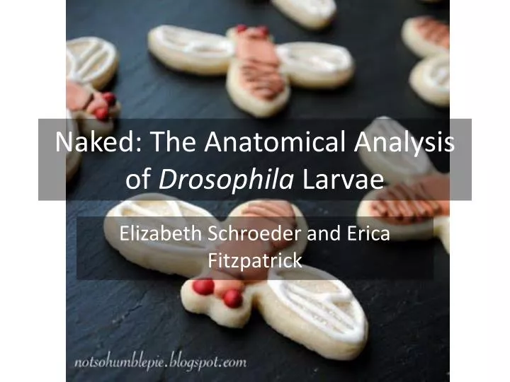naked the anatomical analysis of drosophila larvae