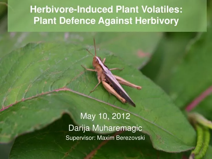 herbivore induced plant volatiles plant defence against herbivory