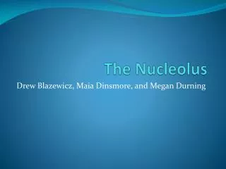 The Nucleolus