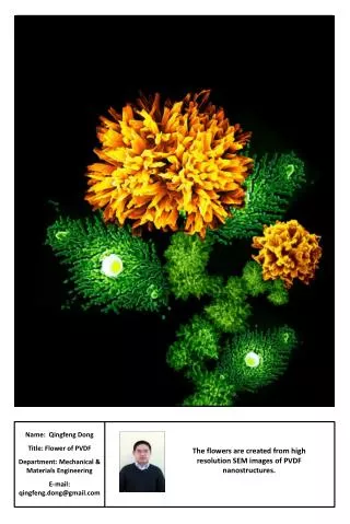 Name: Qingfeng Dong Title: Flower of PVDF Department: Mechanical &amp; Materials Engineering