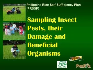 Sampling Insect Pests, their Damage and Beneficial Organisms