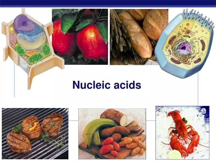 nucleic acids