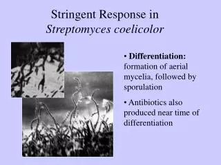 Stringent Response in Streptomyces coelicolor