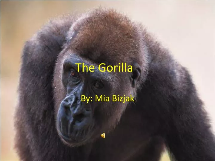 the gorilla