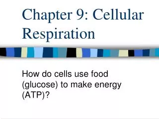 Chapter 9: Cellular Respiration