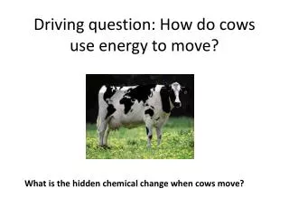 Driving question: How do cows use energy to move?