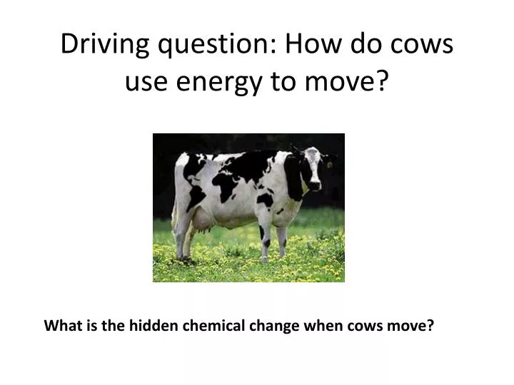 driving question how do cows use energy to move