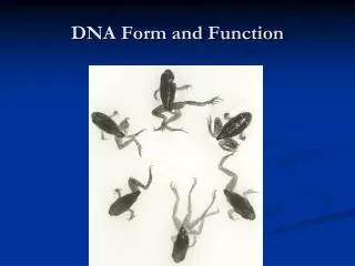 DNA Form and Function