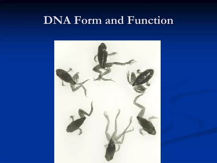 dna form and function